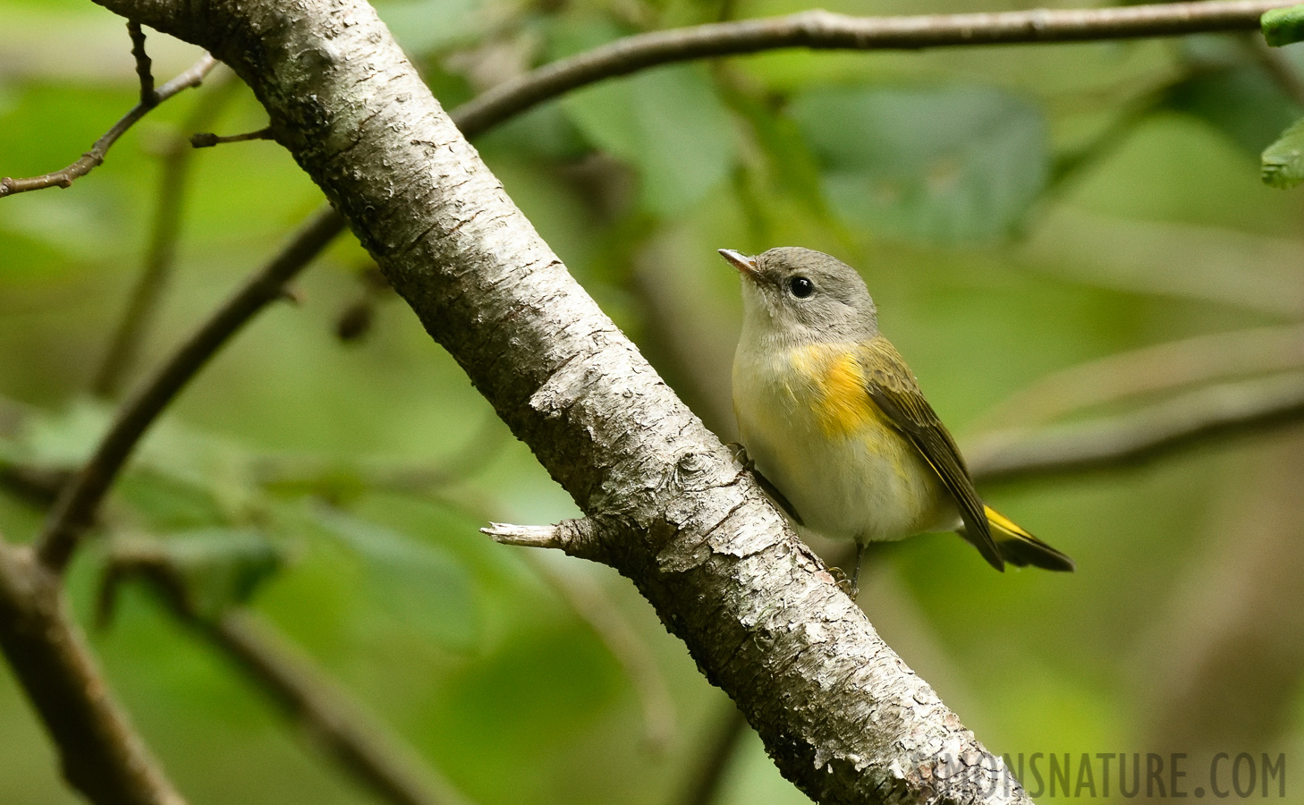 Setophaga ruticilla [400 mm, 1/500 sec at f / 7.1, ISO 2500]